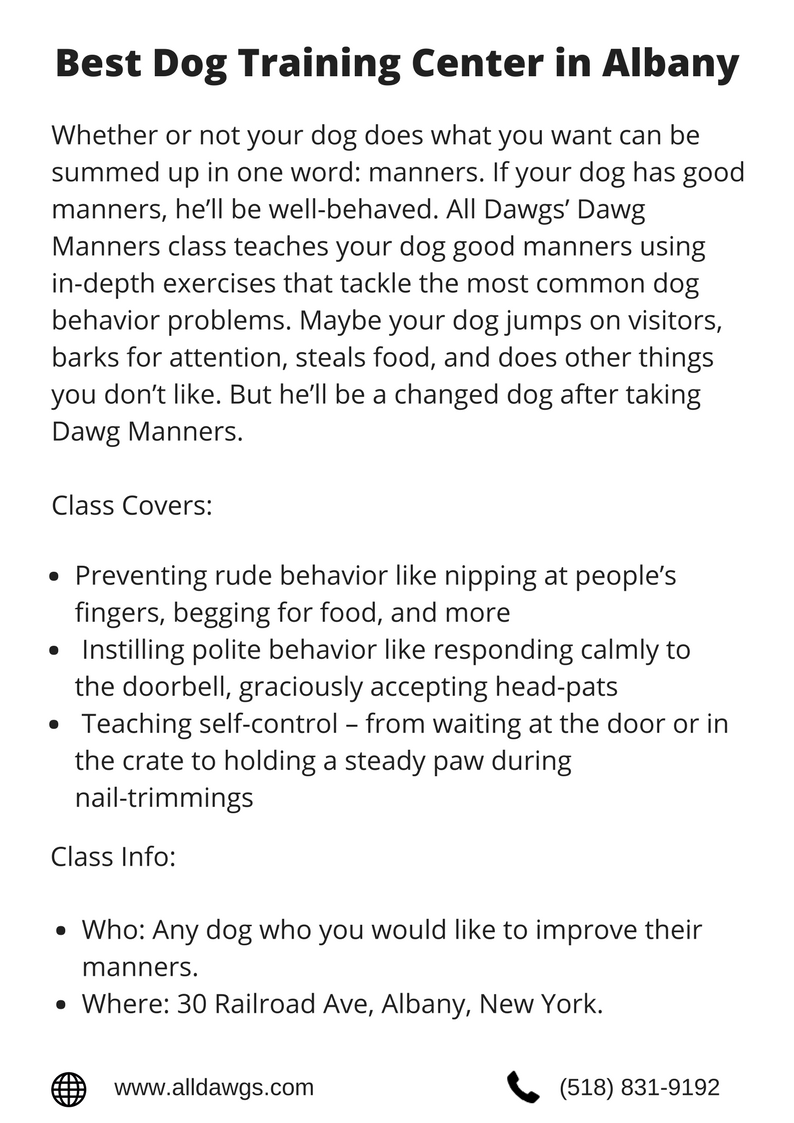 Best Dog Trainer in Albany, NY. All Dawgs offers dogs daycare, expert