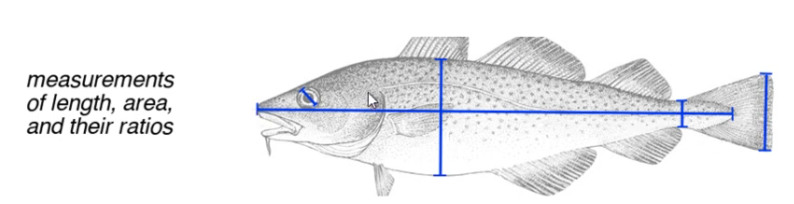 Shape as Data: A Primer on Morphometrics and Landmarks