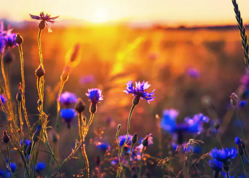 Cornflower FROSTY MIX — Pastellfarbene Kornblumen für einen traumhaften Garten