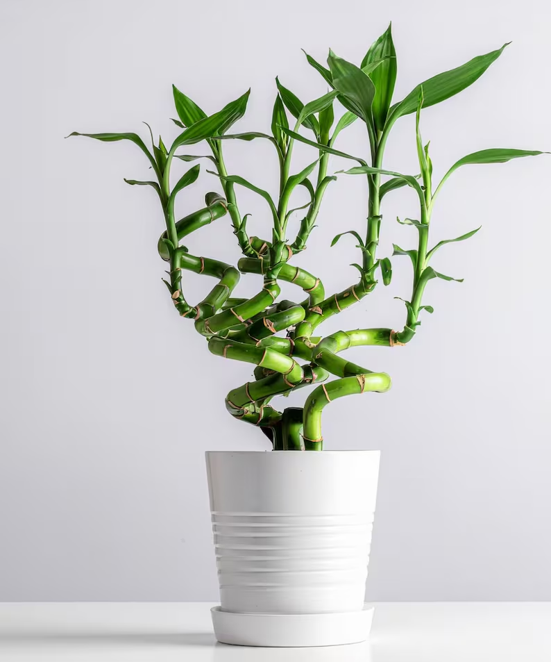 The Art of Growing Lucky Bamboo: Exotic Seeds to Elegant Bonsai