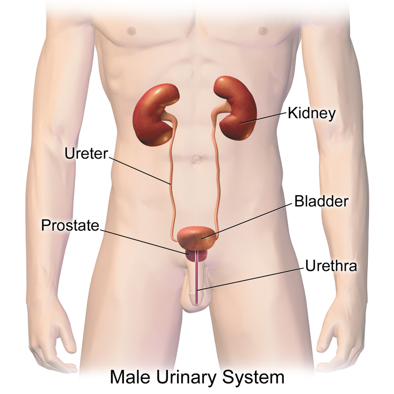 What happens to your body when you hold your pee