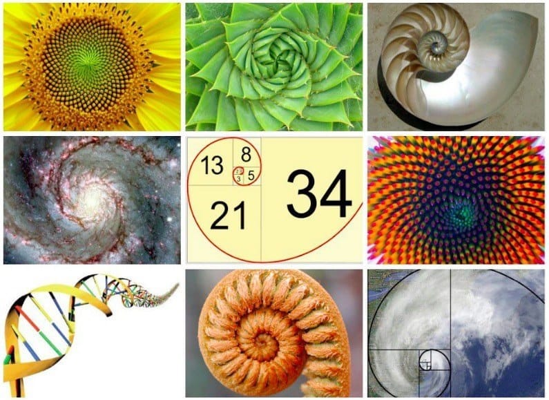 La serie de fibonacci en la naturaleza