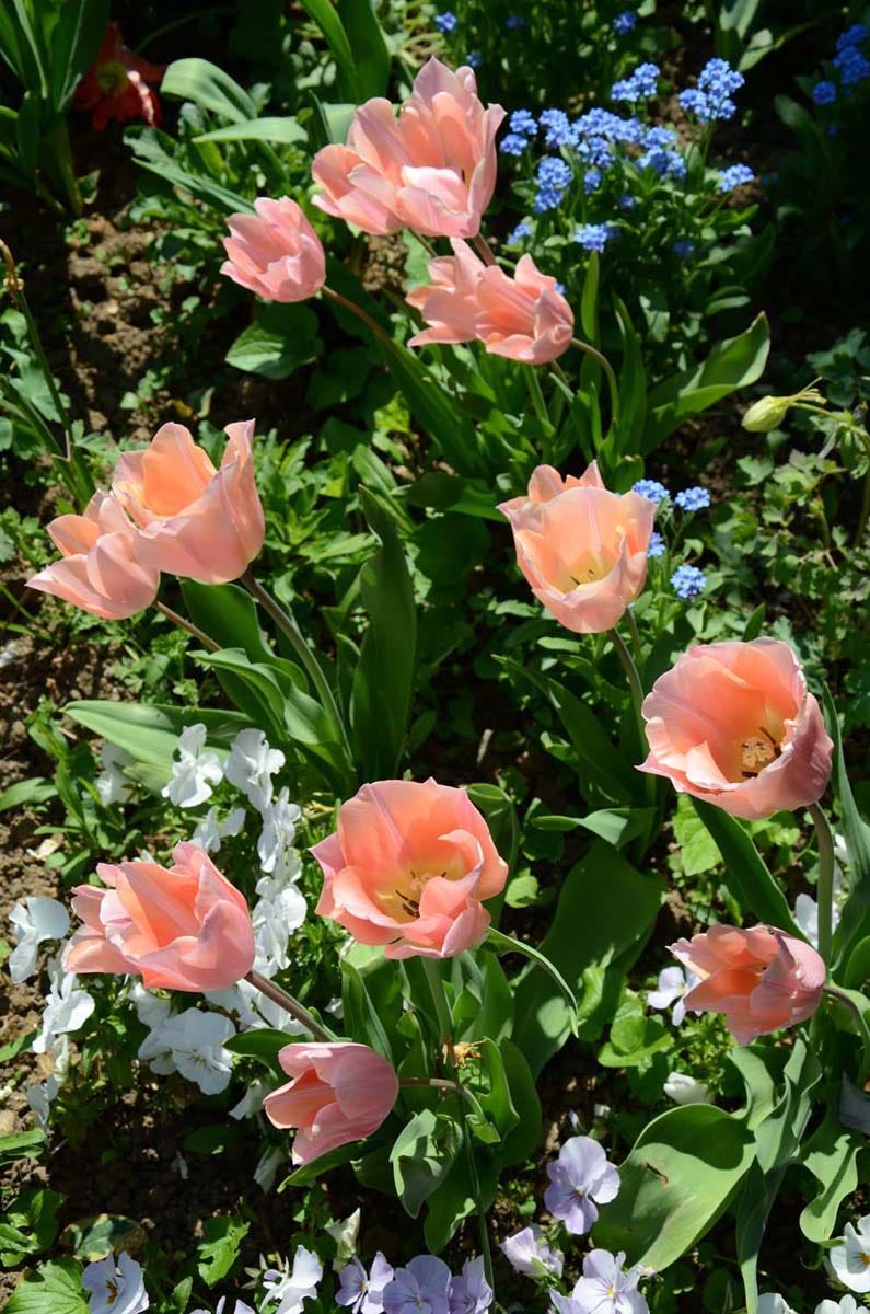 Pink tulips