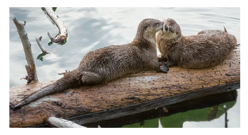 Charismatic Otters. The biggest weasel species are the… | by Jiozee