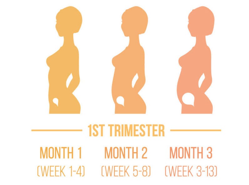 💖 First Trimester Of Pregnancy What to Expect, Do’s and Don’ts by Vivian Gomez Medium