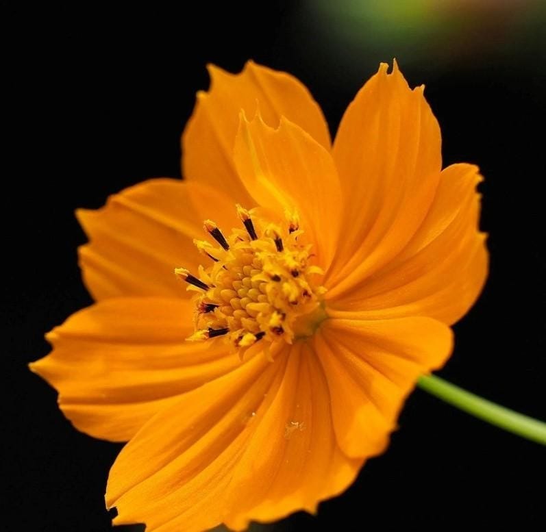 Five MustGrow Flowers In January by Urvann Medium