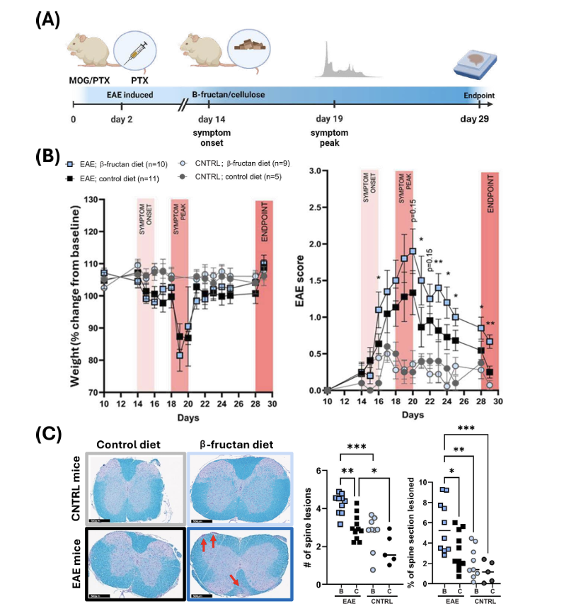 Gut microbiota dysfunction may turn prebiotic fibre harmful in multiple sclerosis