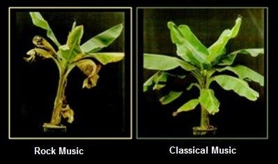 Can music help plants grow? Fascinating things happen with sound 
