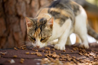 A Deep Dive into Sunshine Cat Cafe Cat Food Review by zaidi Medium