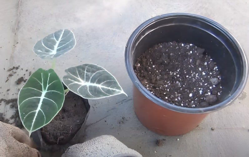 Alocasia Soil Mix Amazing Blends to Use (2024) by leaflearns Medium