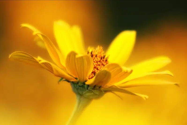 fonte:https://www.sbcskincare.eu/it/products/arnica-gel