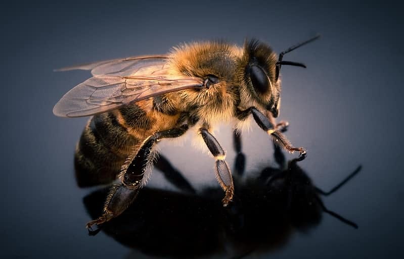 Dreaming of Bees: Meaning & Symbolism of Bee Dreams