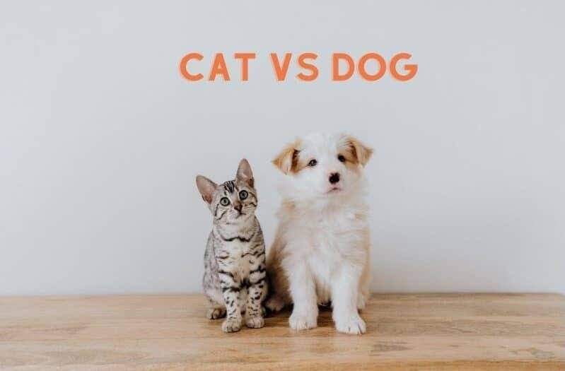 Interesting Differences Between Dogs and Cats