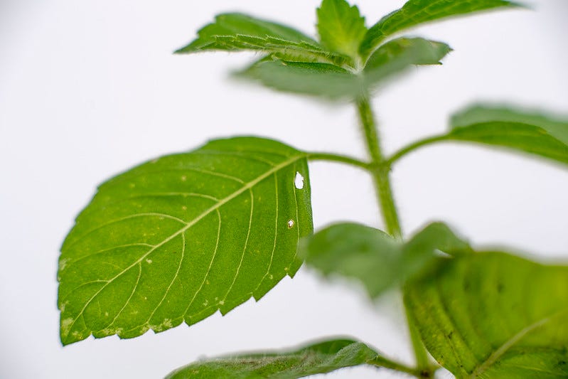 A Detailed Look at the Health Benefits of Holy Basil