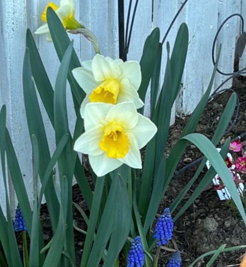 daffodils in our garden, author’s photo