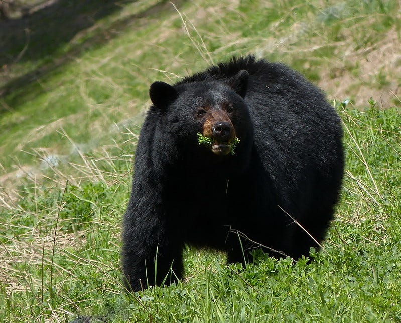 10 Best Bear Hunting Tips. Do you hunt bears? Do you want to learn… by Ethan King Medium