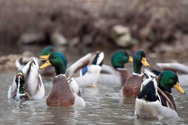 10 Tips To Scout For Ducks. Do you hunt ducks? Do you scout ducks… by