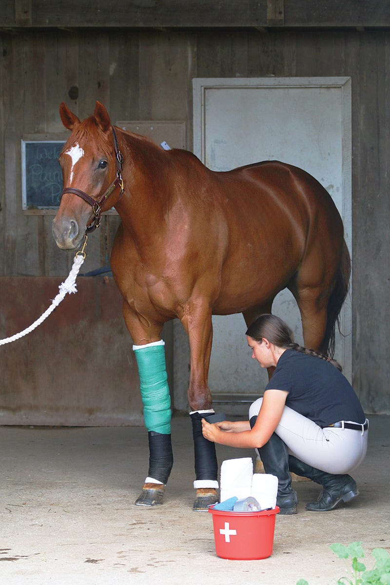 Understanding Equine First Aid: A Beginner’s Guide