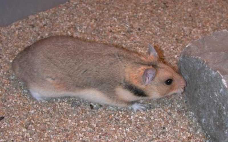 Long Haired Syrian Hamsters. Long Haired Syrian Hamsters are known…, by  Amy Trumpeter