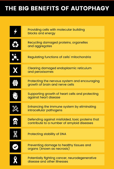 Fasting for Enhancing Autophagy