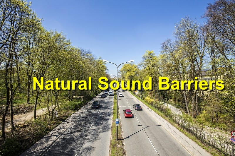 The Role of Trees in Reducing Noise Pollution by Winkler Tree and Lawn Care Medium