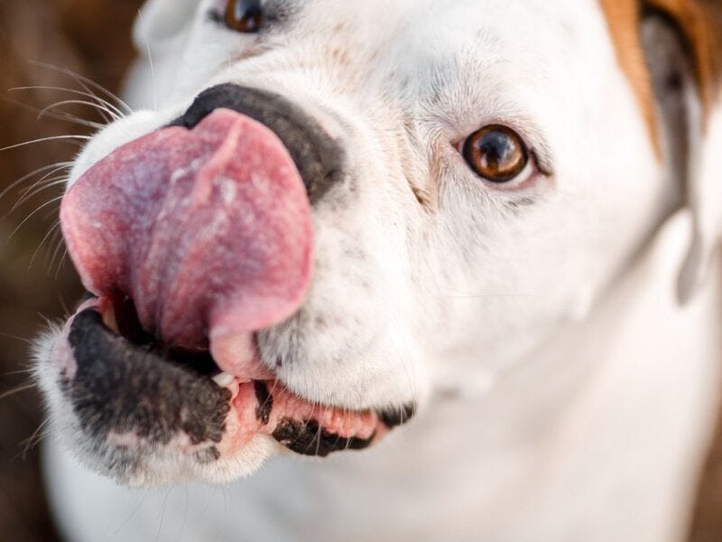 My dog ate cheezits? Here's What To Do by Shili Imed Medium