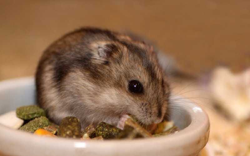 Long Haired Syrian Hamsters. Long Haired Syrian Hamsters are known…, by  Amy Trumpeter