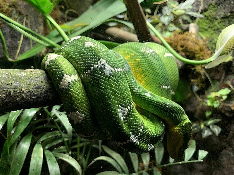 Emerald Tree Boa. It lives in the Amazon rainforest and… by John