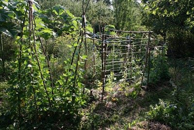 Habitat Mosaic, Measuring Garden Wildlife, Biomass Belts and