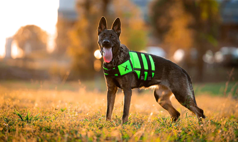 Weighted Vest for Dogs Benefits — Improve Dog's Health | by Petfitness |  Medium