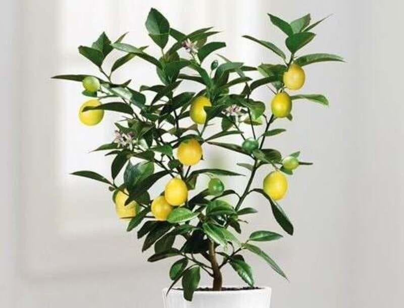 Bonsai Lemon Tree More than Just a Pretty Plant by