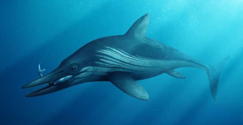 Ichthyosaur. Credit: Bob Nicholls (Thinktank, Birmingham Science Museum) via Phys.org