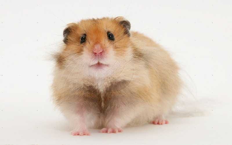 Long Haired Syrian Hamster - wide 8