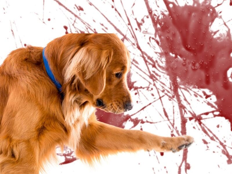 What Happens When A Dog Gets A Taste For Blood? What To Do by Shili