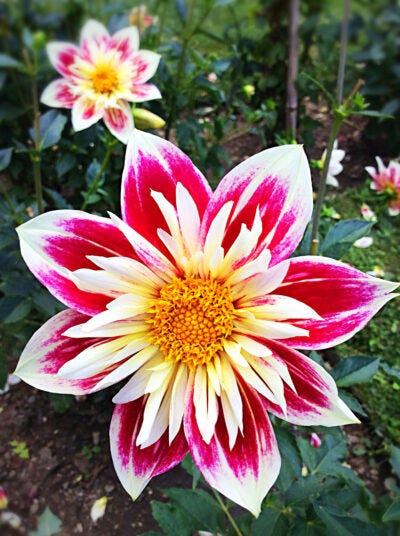 Dahlia Flower of War Food Medicine by Yolanda Reischer