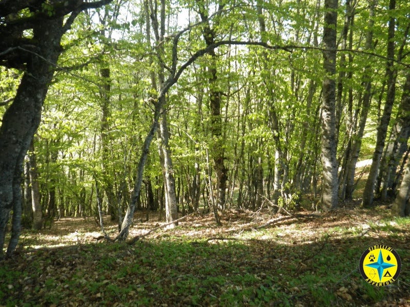 Forest Bathing