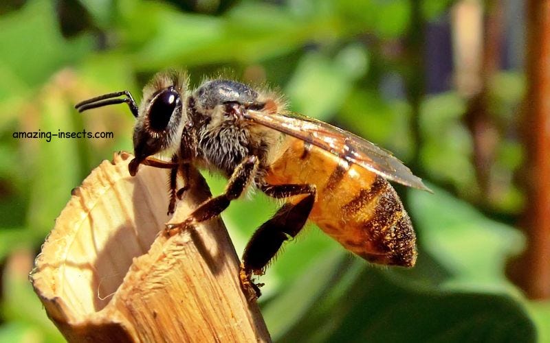 What Does a Queen Honey Bee Look Like? Amazing Insects Medium