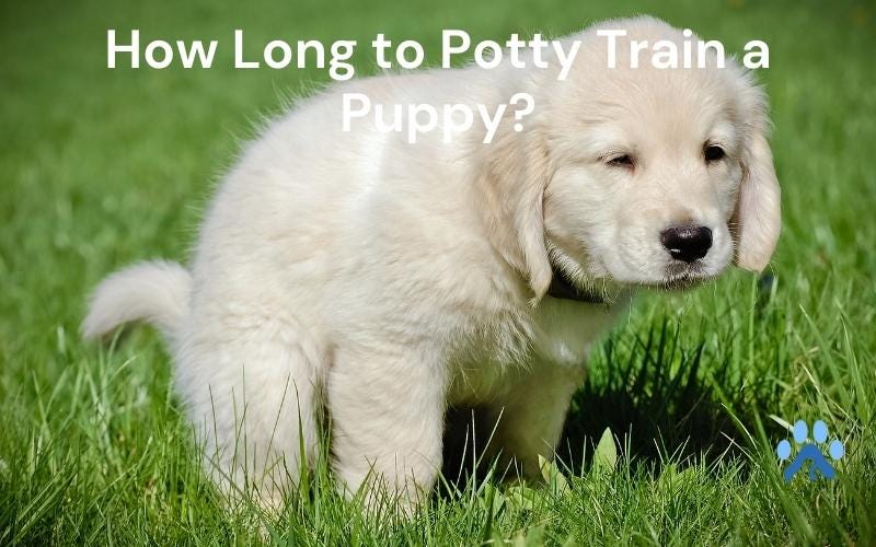 How Long Does It Take to Potty Train a Puppy? — Pets Guide by