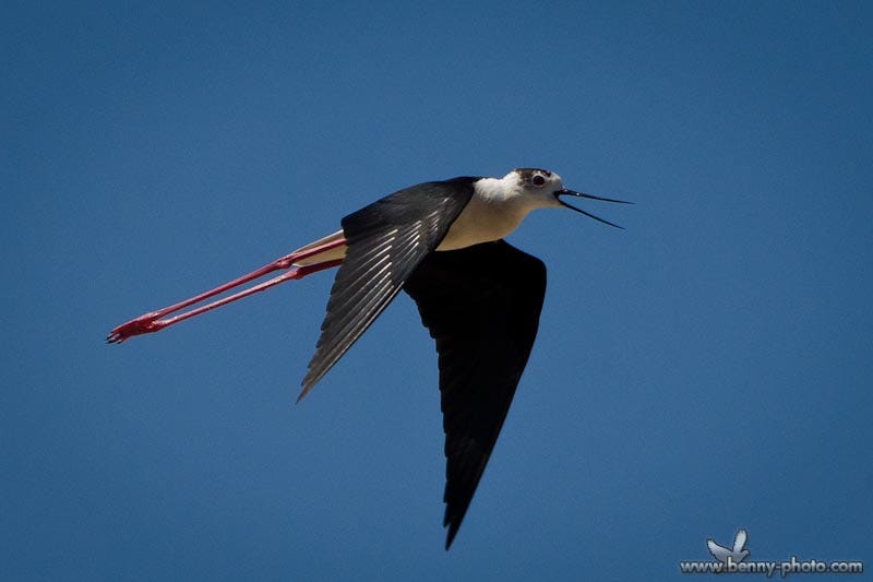 Migratory cloud bird The pipiorong is one of the migratory bird