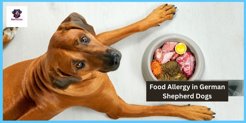 Food Allergy in German Shepherd Dogs Causes.Symptoms. Treatment