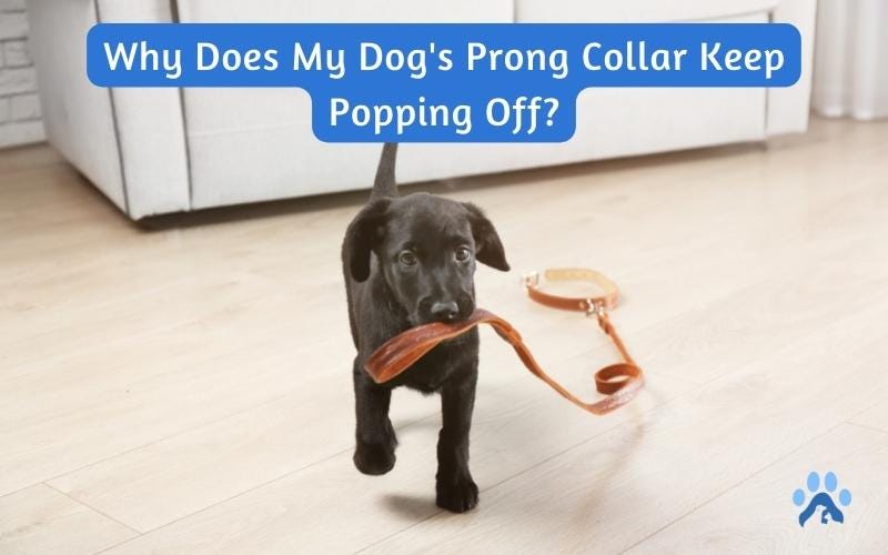 Why Does My Dog’s Prong Collar Keep Popping Off? Pets Guide by Pets