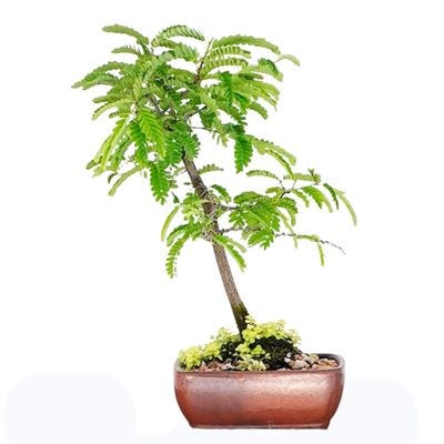 Tamarind bonsai care | by Bhupinder Singh | Medium