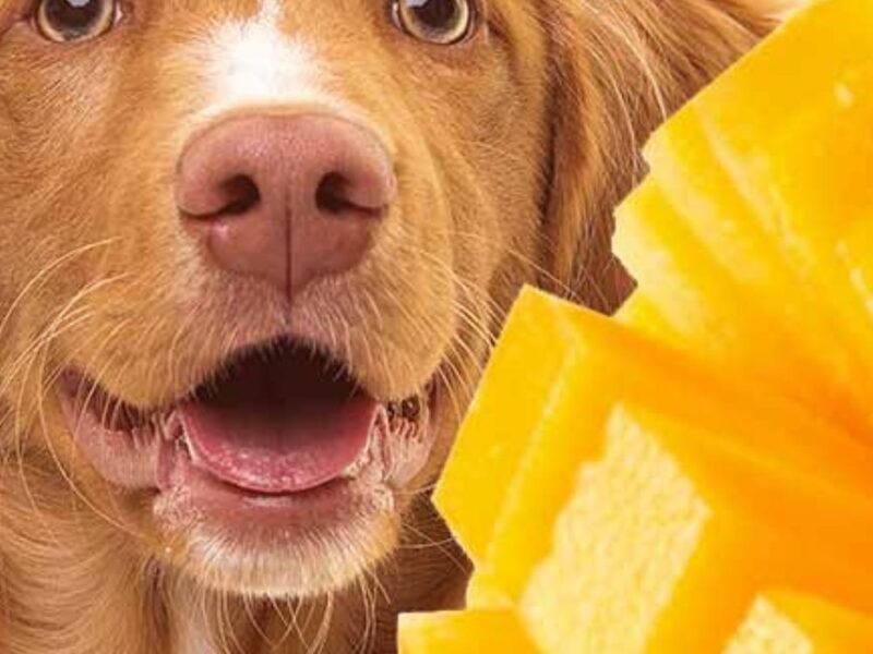 Can dogs eat dried mango?. Can dogs eat dried mango?dried mango… by