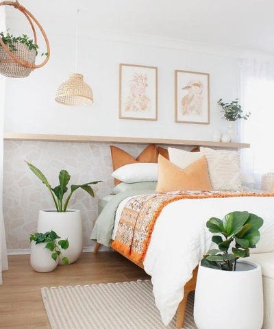 amazon snake plant Sansevieria - Snake Plant | Lexington, KY main image 1
