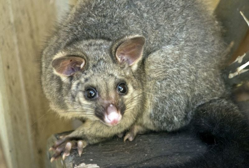 How To Remove A Dead Possum From Your Attic by Robyna Butera Medium