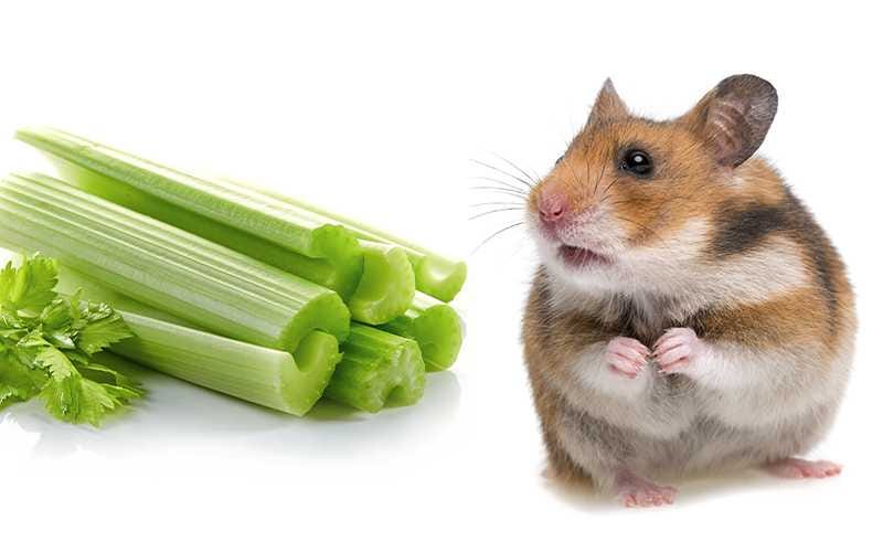 Long Haired Syrian Hamsters. Long Haired Syrian Hamsters are known…, by  Amy Trumpeter