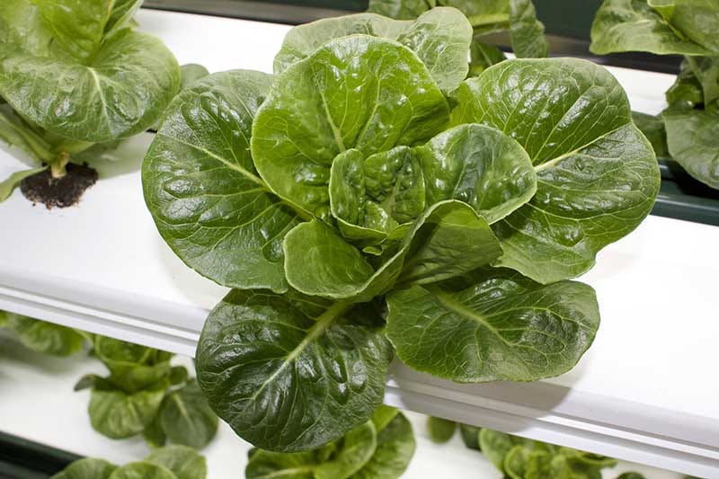 How to Grow Hydroponic Lettuce. Lettuce has been grown and enjoyed all