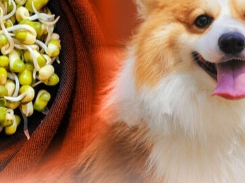 Can dogs eat bean sprouts?. Can dogs eat bean sprouts?bean sprouts