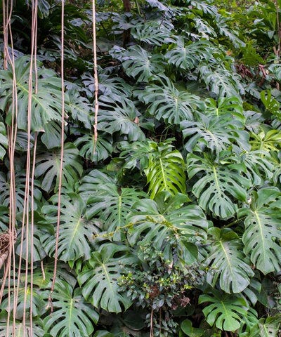 10 Fascinating Monstera Facts You Didn't Know | by Josh Harrison | Slugg |  Medium