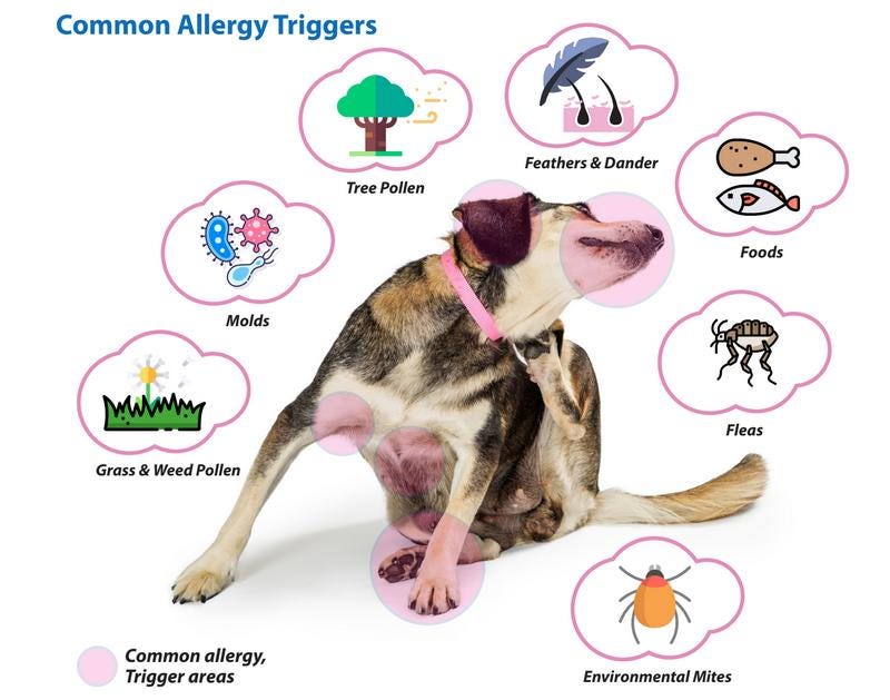 Discover the Hidden Signs: Dog Allergy Symptoms in Adults!